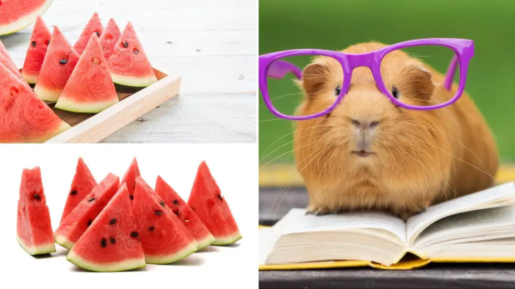 is watermelon good for guinea pigs