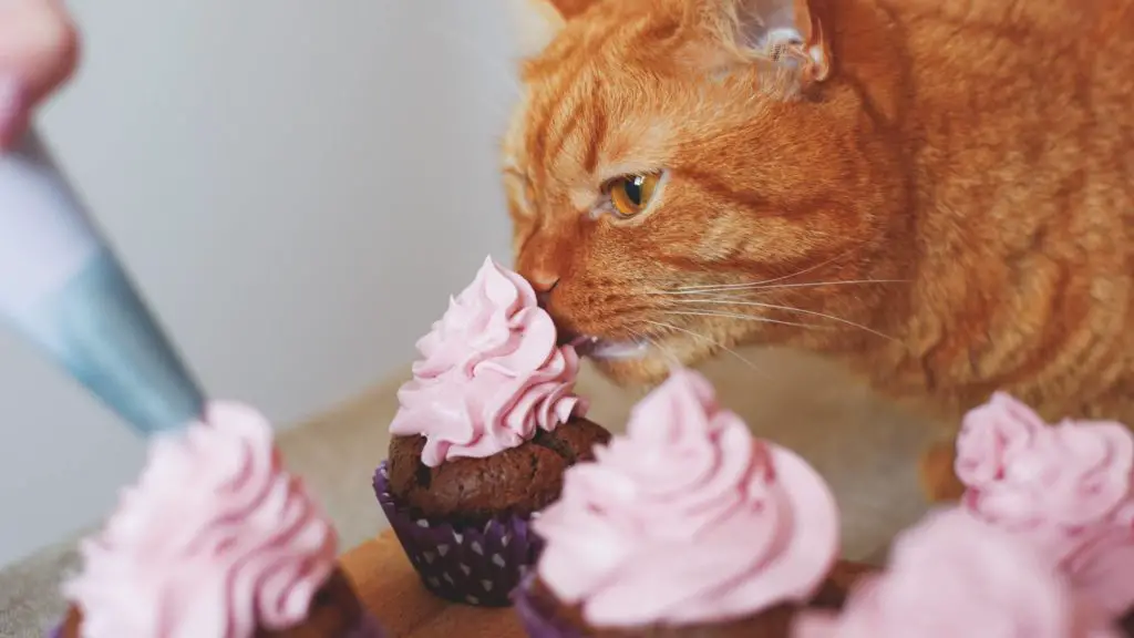 is whip cream bad for cats