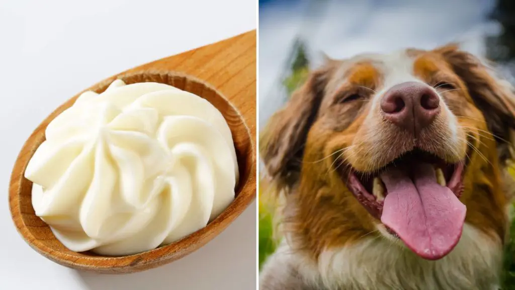 is whipped cream good for dogs