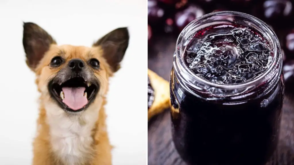 my dog ate grape jelly 7 can dogs eat jelly my dog ate grape jelly