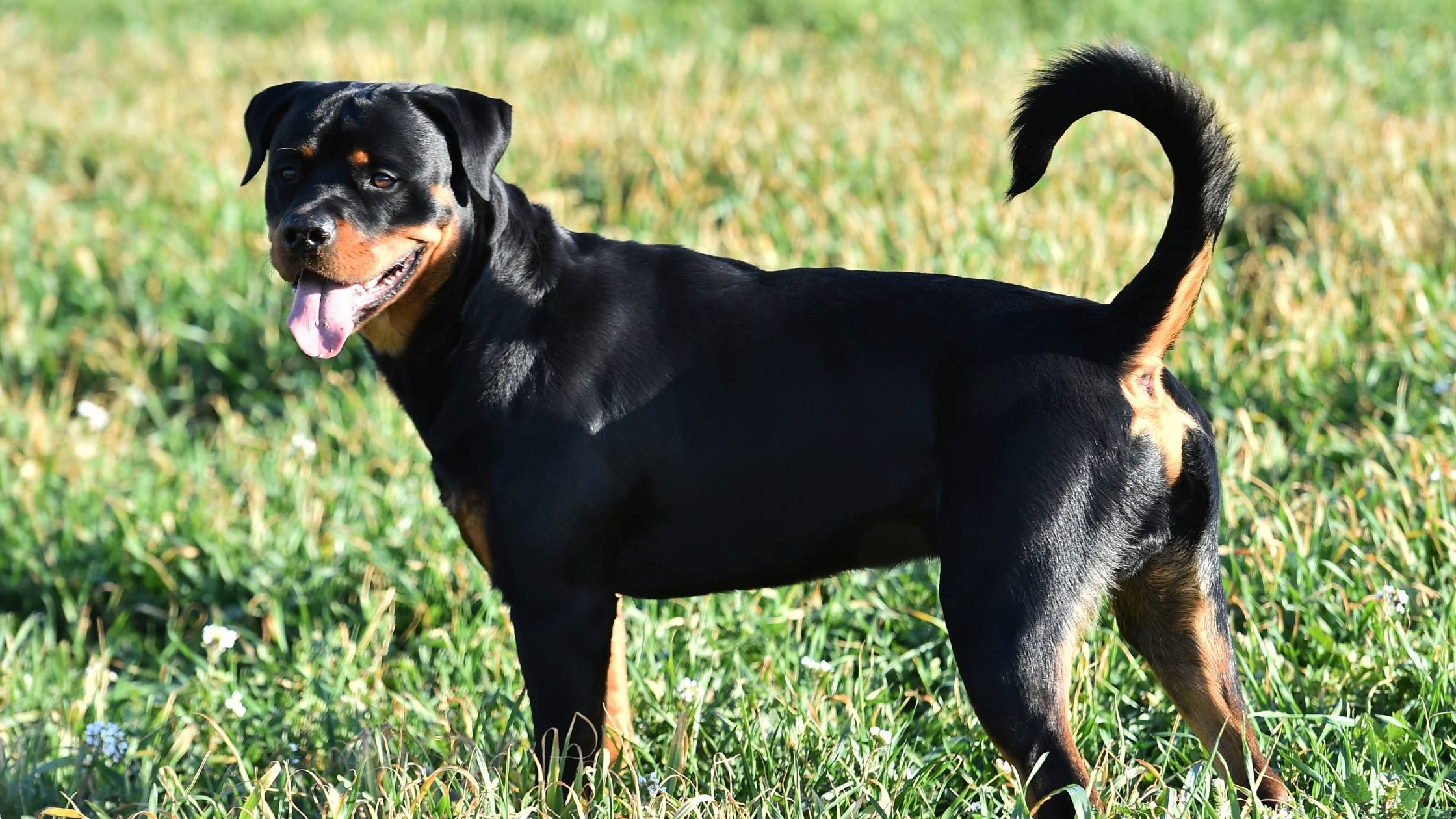 Are undocked Rottweiler tails naturally curly My Belgian Malinois