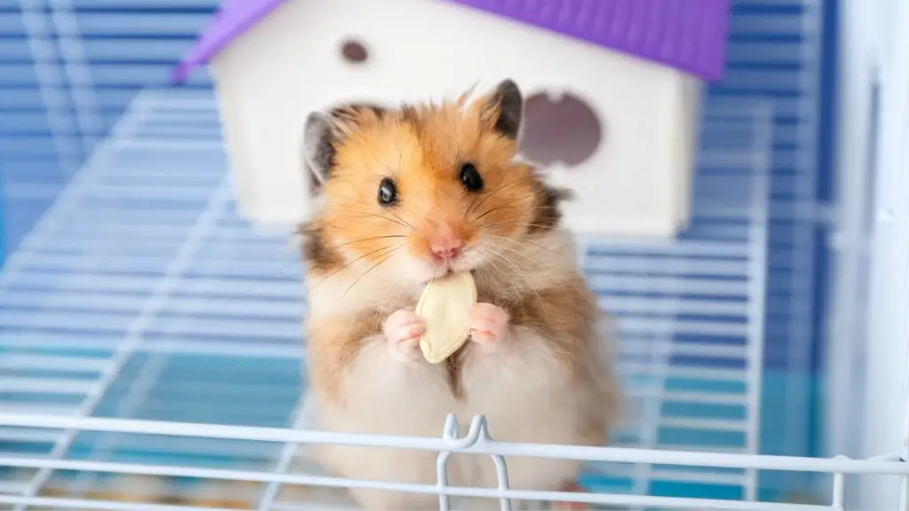 teddy bear hamster cage