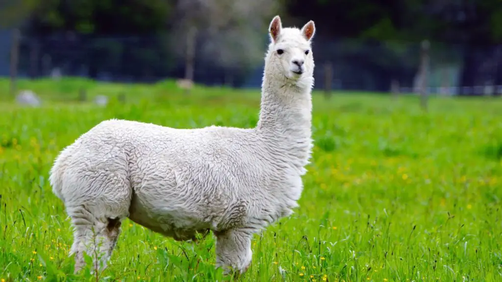 what do alpacas eat