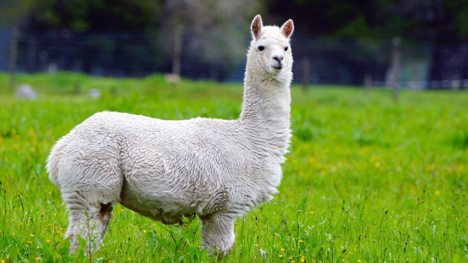 What Do Alpacas Eat? Guide to Alpaca’s Food List