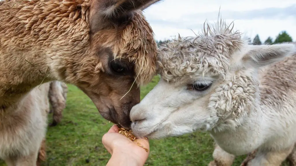 what do alpacas eat (2)