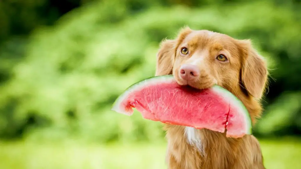 what fruits can dogs eat (2)