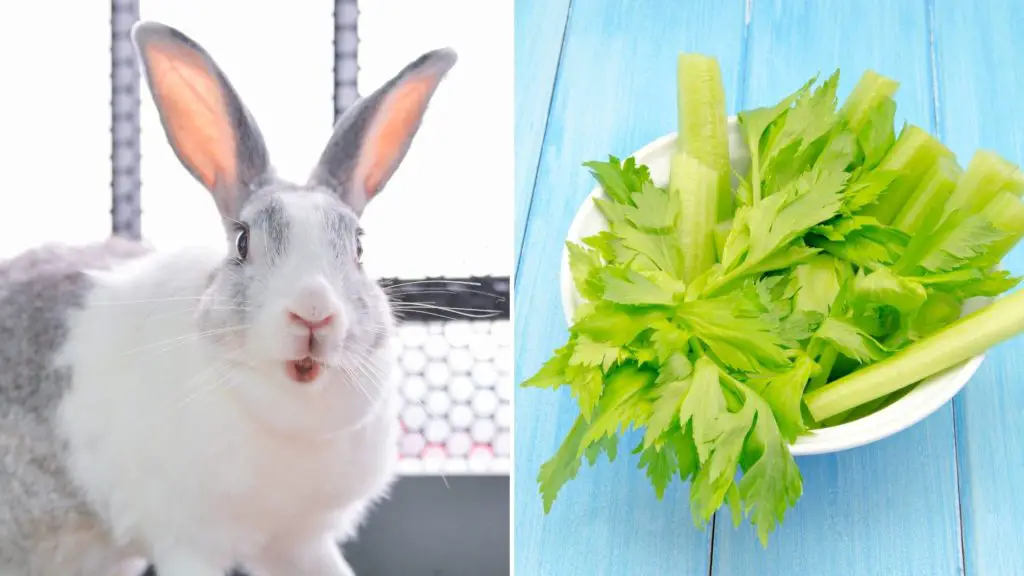 Can celery kill rabbits 5 can rabbits eat celery Can celery kill rabbits_