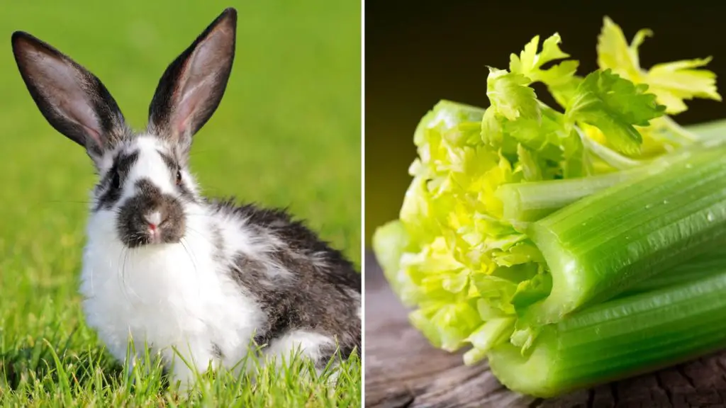 Can rabbits eat celery everyday_