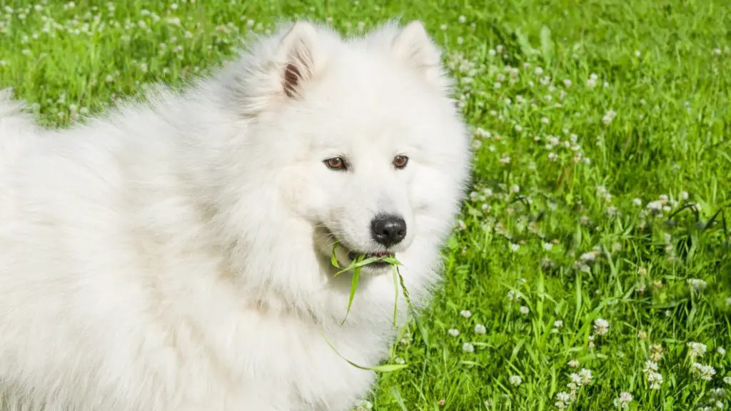 Do dogs eat grass to settle their stomach