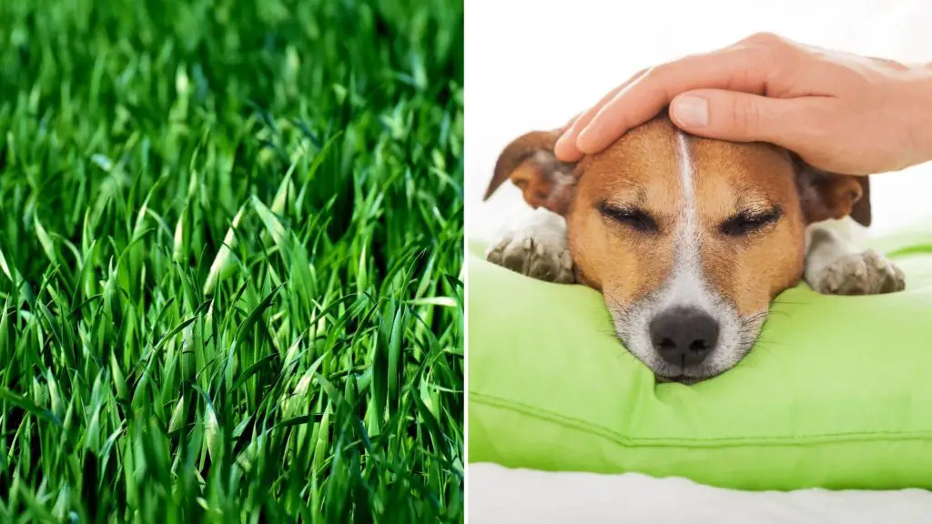 Do dogs eat grass when they are sick_