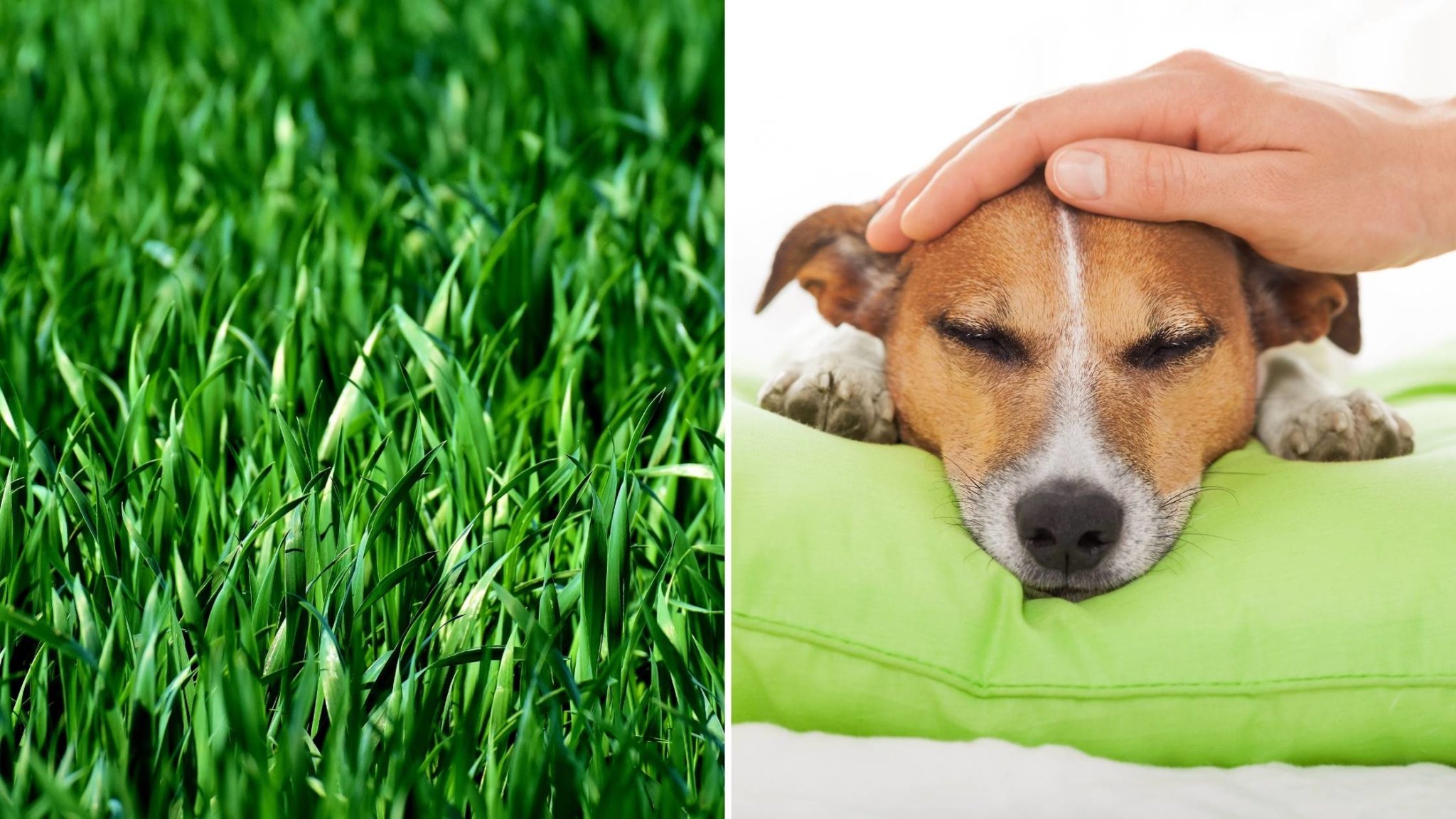 Why Do Dogs Eat Grass? When You Do and Don’t Need to Worry.