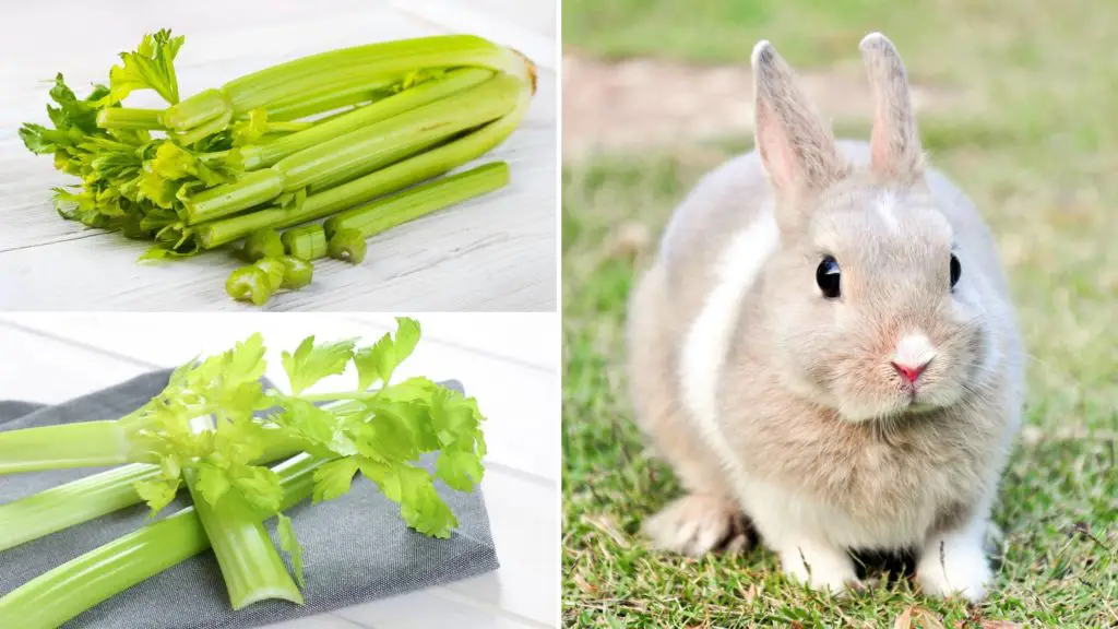 How much celery can a rabbit eat_