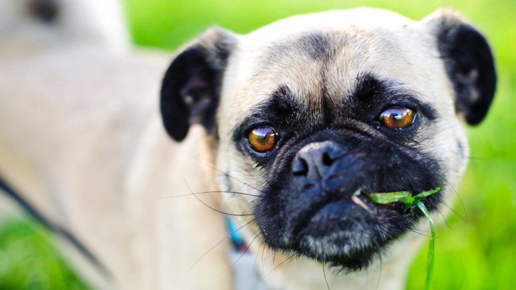Should you let your dog eat grass_