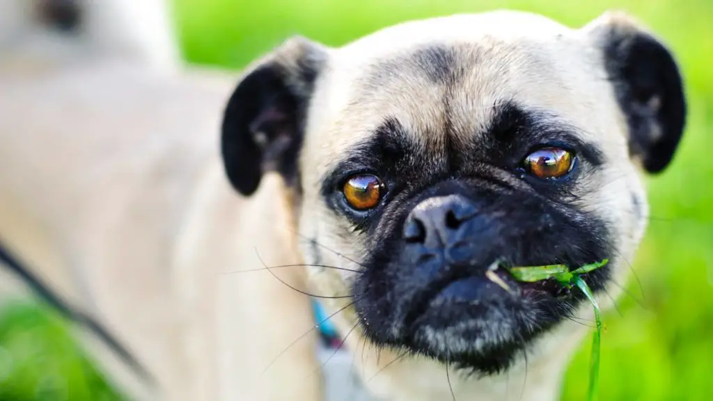 Should you let your dog eat grass 5 Why Do Dogs Eat Grass Should you let your dog eat grass_