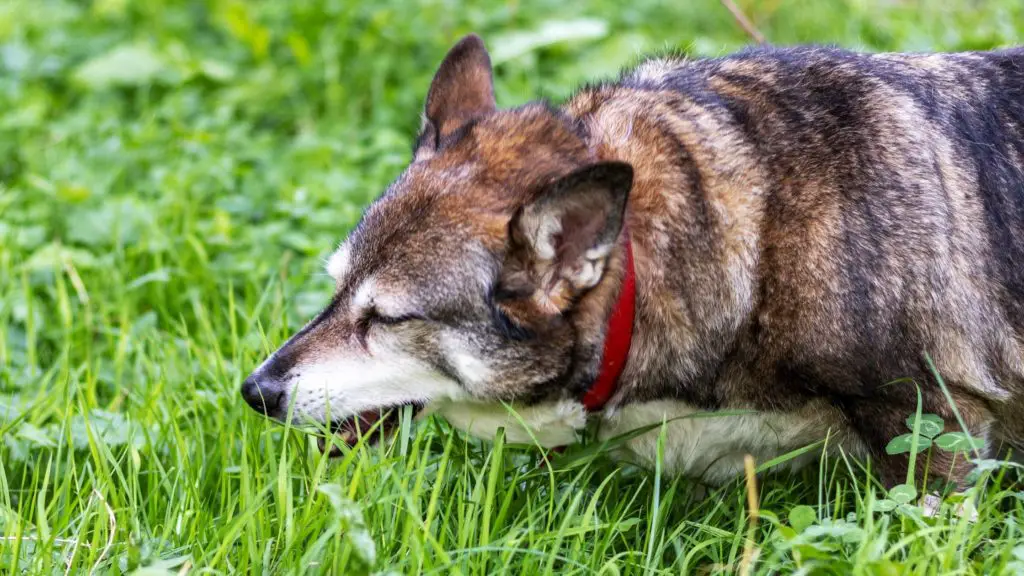 What should I do if my dog eats grass_