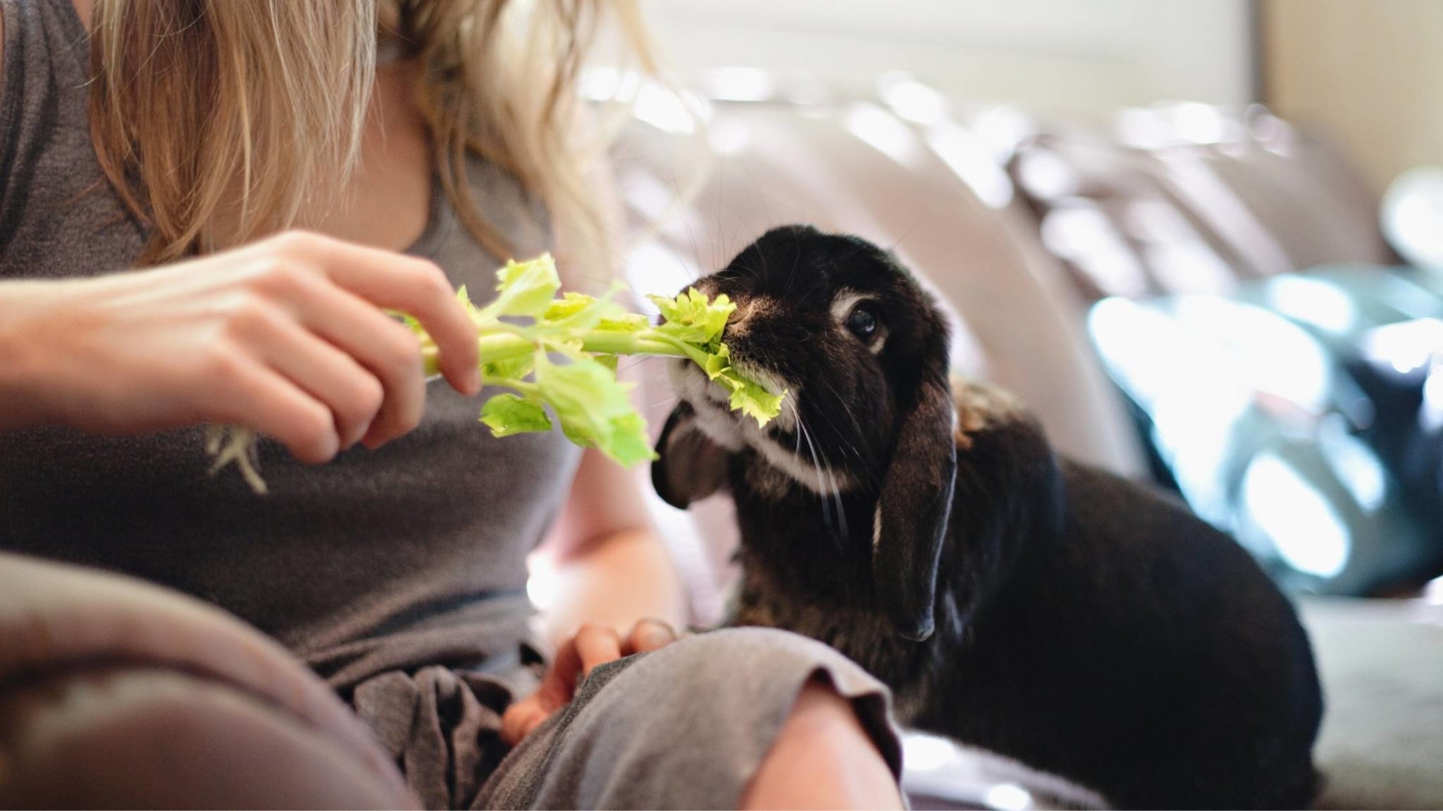 Can Rabbits Eat Celery? Is it Safe or Healthy for Them?