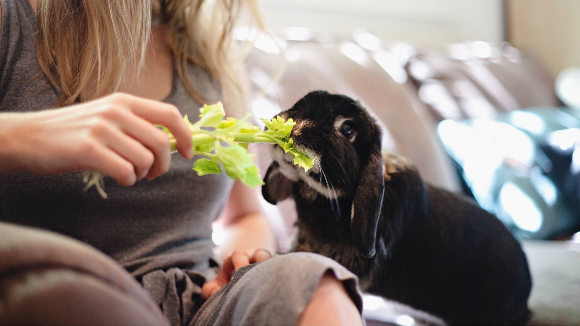 can rabbits eat celery