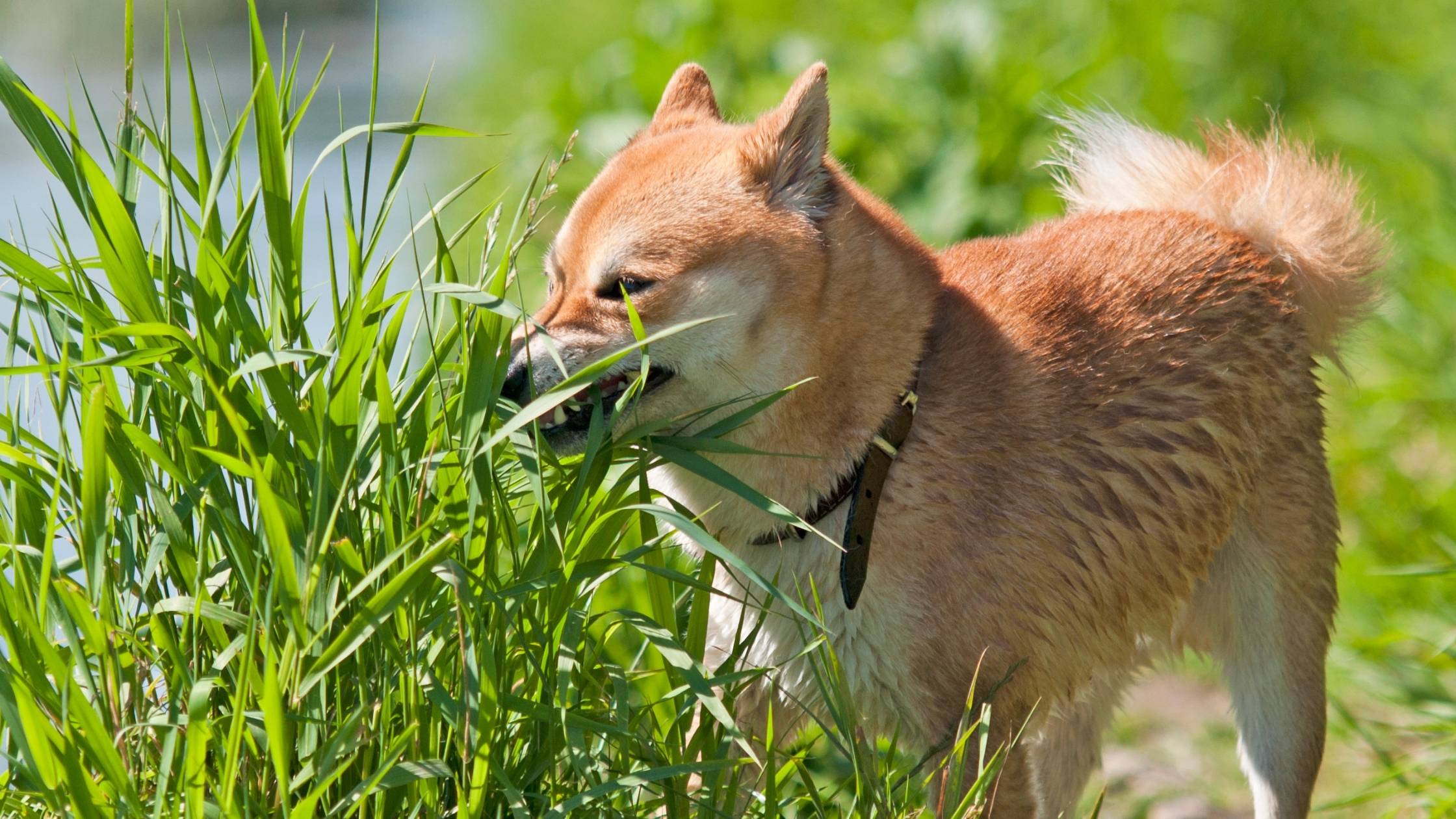 why do dogs eat grass