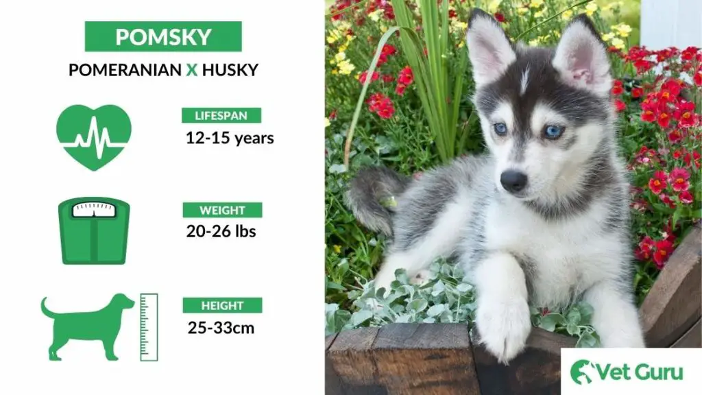 pomsky Pomskies - A Complete Guide