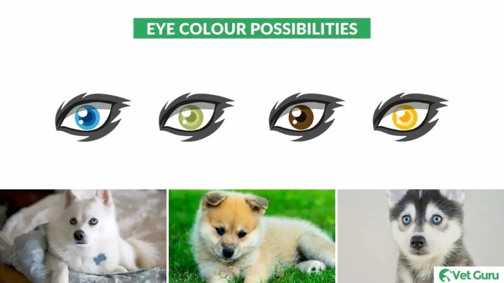 pomsky eye colour