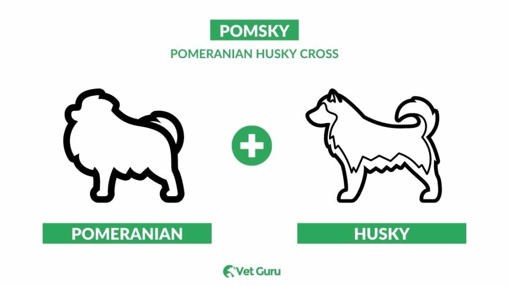 pomsky - pomeranian husky cross