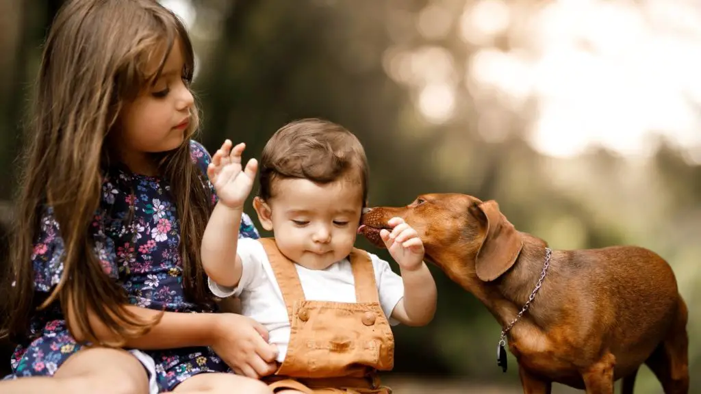 Are dog licks really kisses 2 5 why do dogs lick you Are dog licks really kisses_ (2)