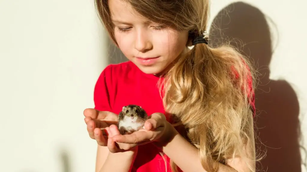 Are teddy bear hamsters friendly 2 teddy bear hamster Are teddy bear hamsters friendly_