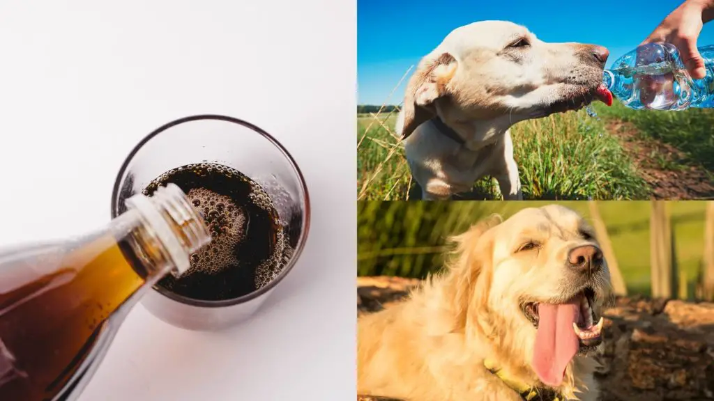 Can Dogs Drink Coke or Cola