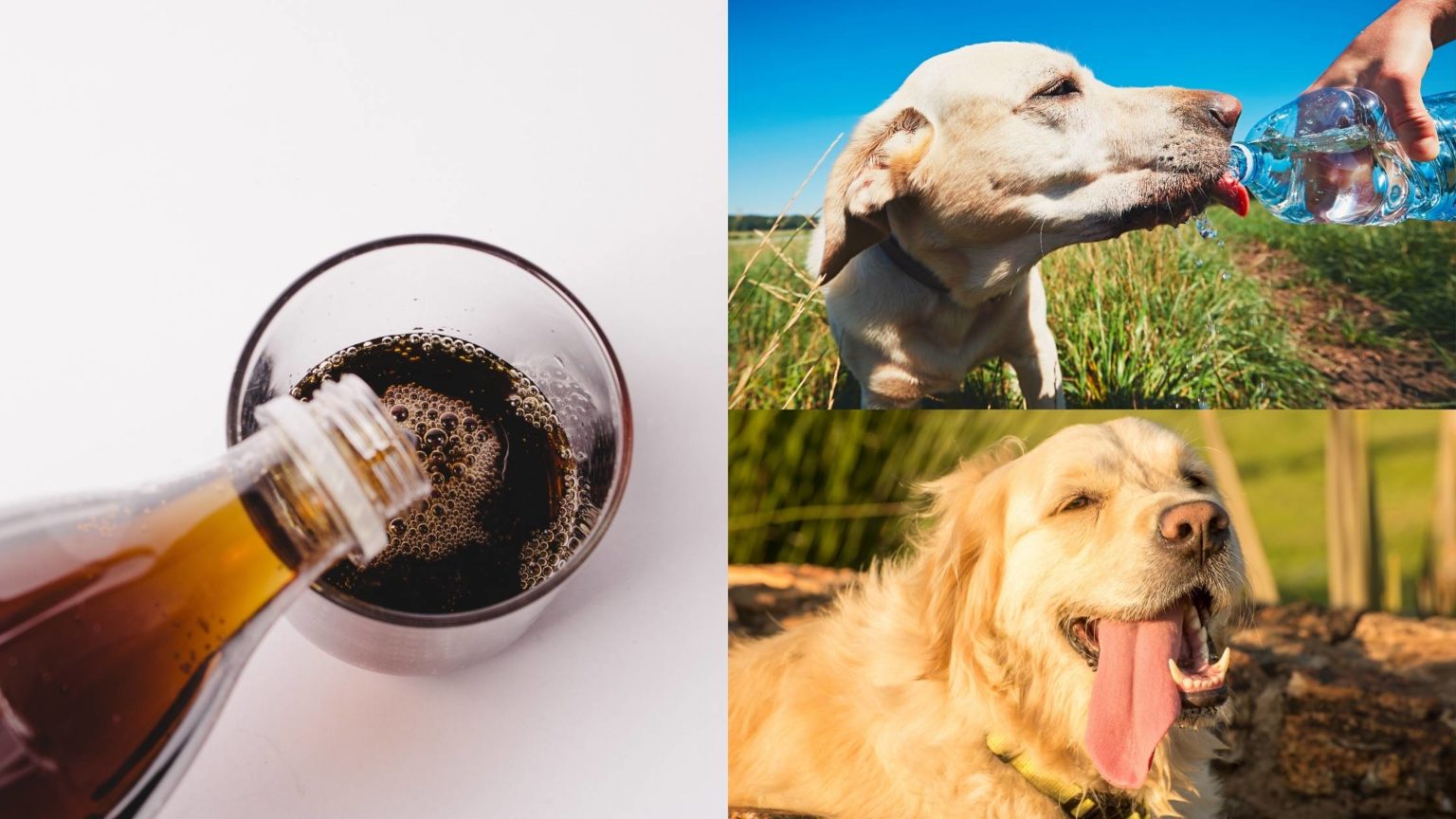 Can Dogs Drink Soda What Happens If A Dog Drinks Soda can-dogs-drink-soda-what-happens-if-a-dog-drinks-soda