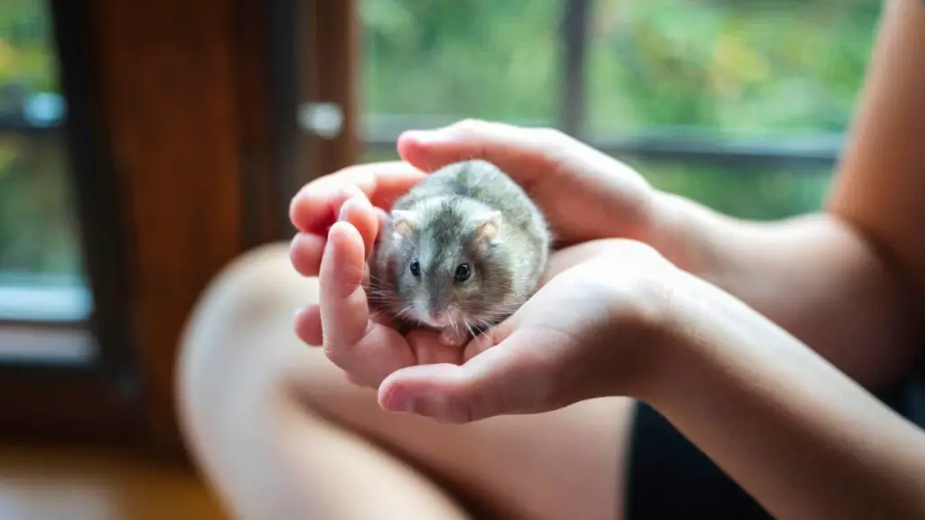 Care 4 teddy bear hamster Care