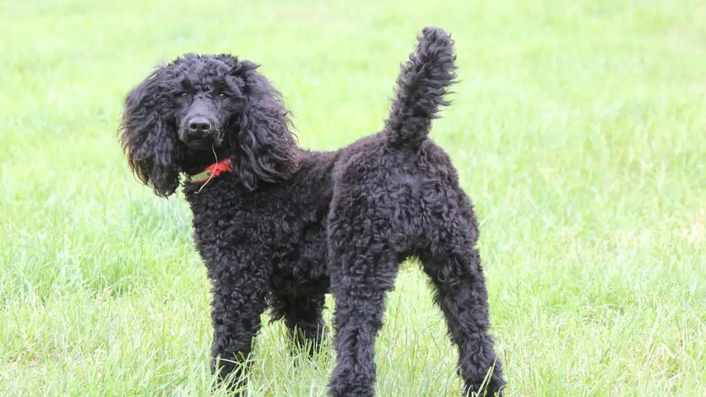 Do Poodles have long or short tails_