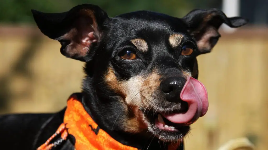 Do dogs lick to show affection 4 why do dogs lick you Do dogs lick to show affection_