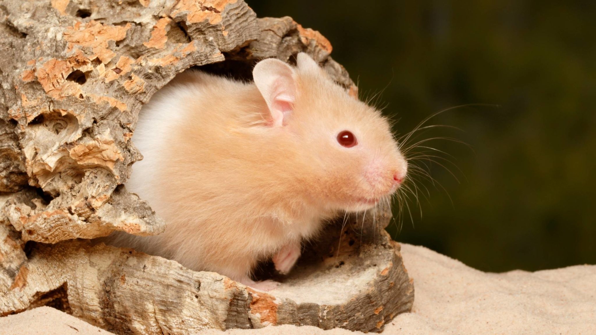 Teddy Bear Hamster What Owners Should Know Before Buying