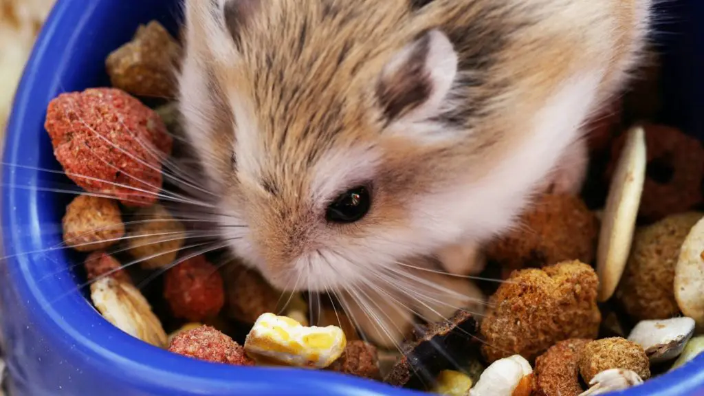 Food 7 teddy bear hamster Food