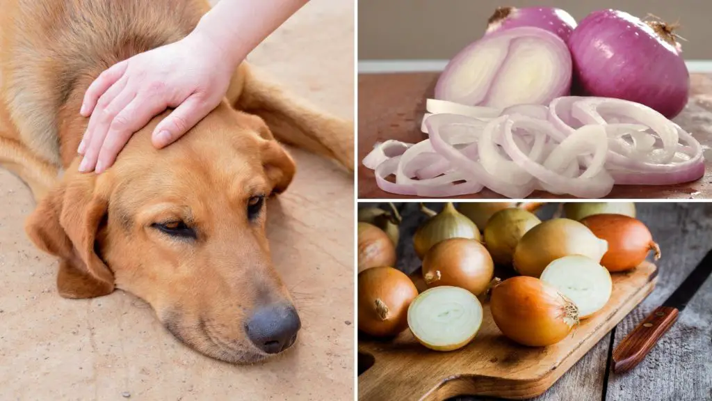 How much onion can kill a dog_