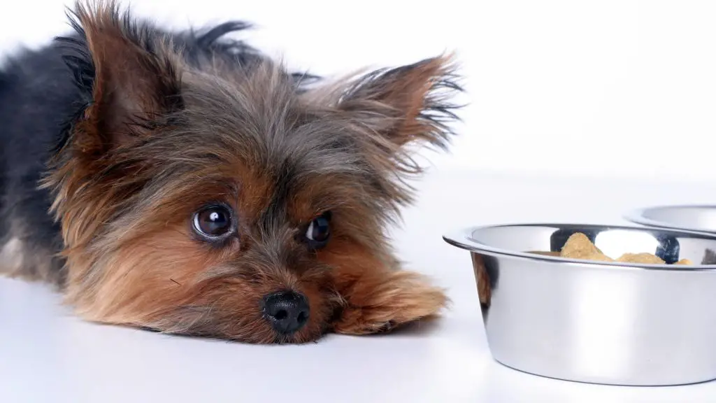 Is Soda Poisonous to Dogs