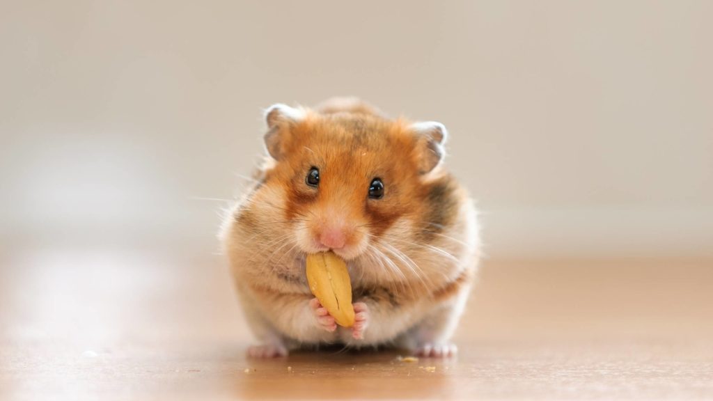 Price 6 teddy bear hamster Price