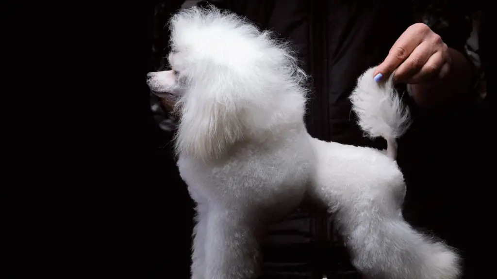 Should I dock my poodles tail 5 poodle tail Should I dock my poodle's tail_