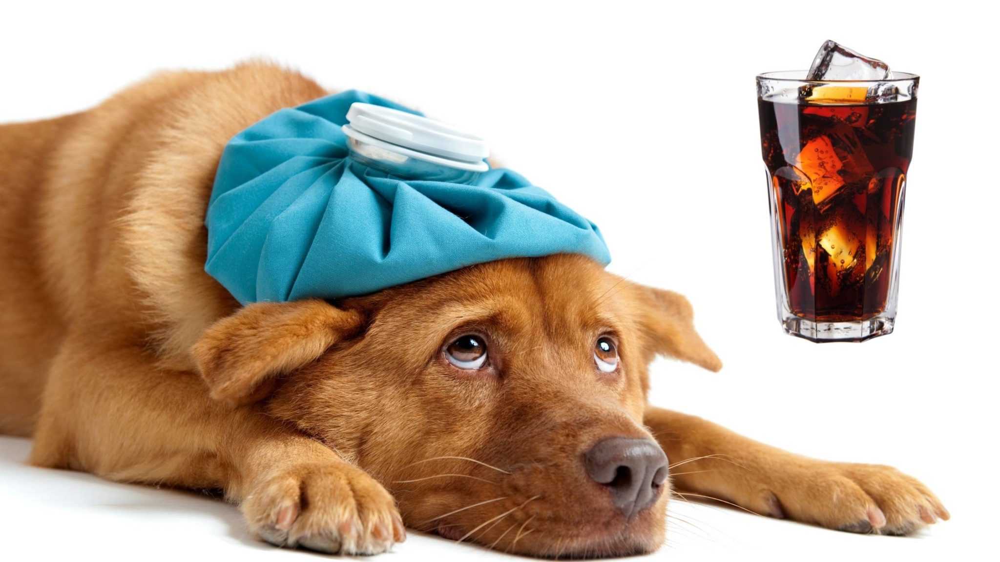 Can Dogs Drink Soda What Happens if a Dog Drinks Soda?