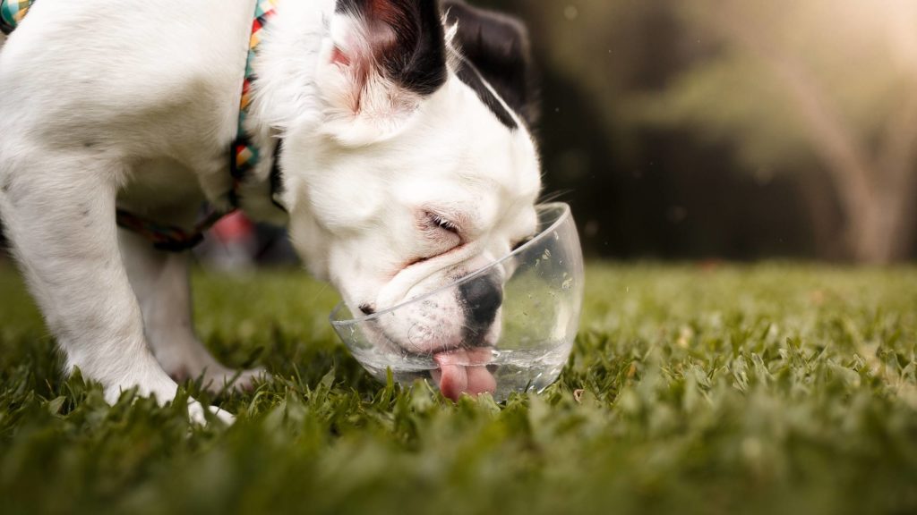 Can Dogs Drink Soda