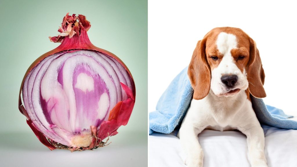 What happens if my dog eats onion_