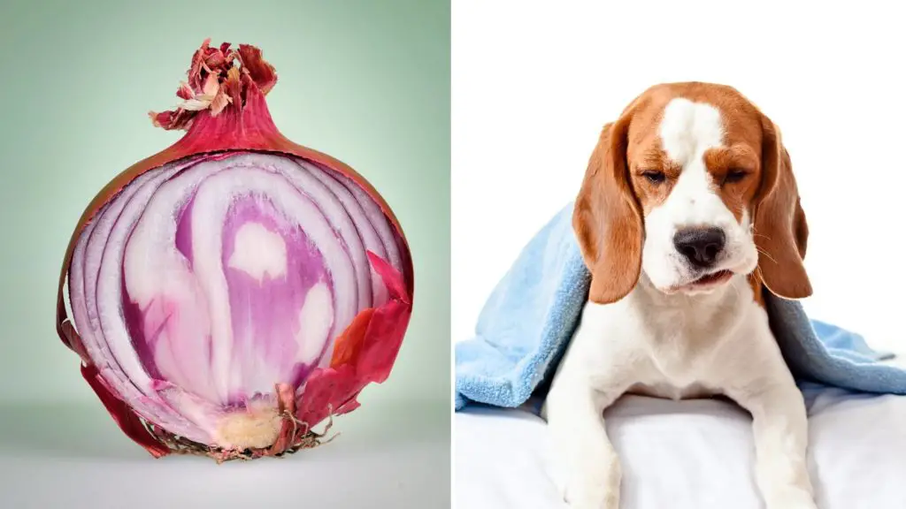 What happens if my dog eats onion_