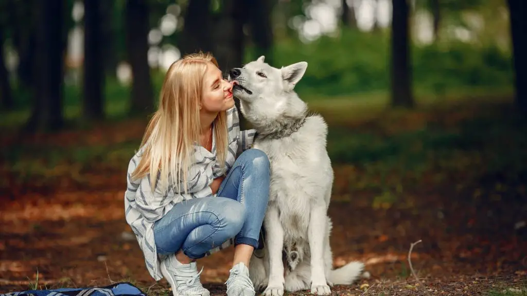 Why do dogs lick their humans_