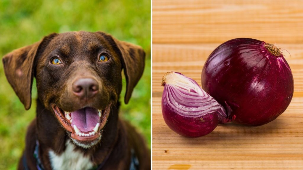 Will a small amount of onion kill a dog_
