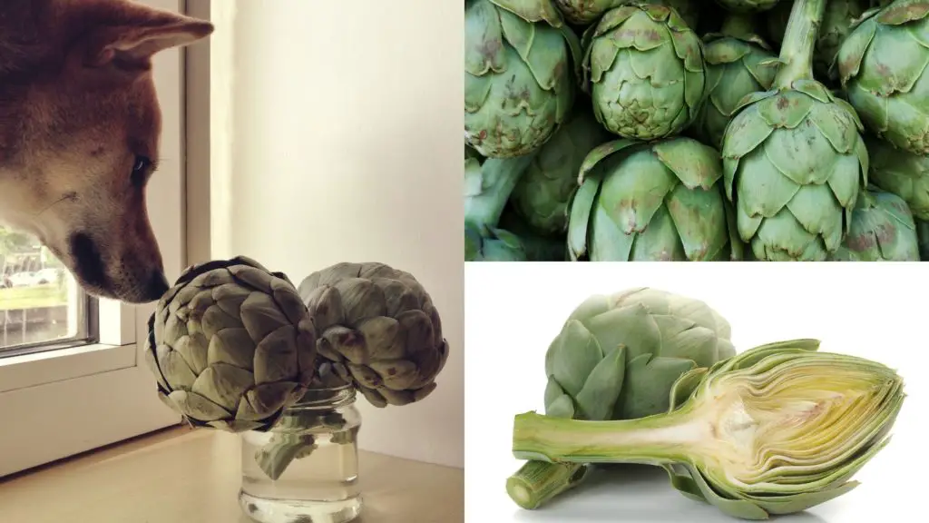 are artichokes safe for dogs