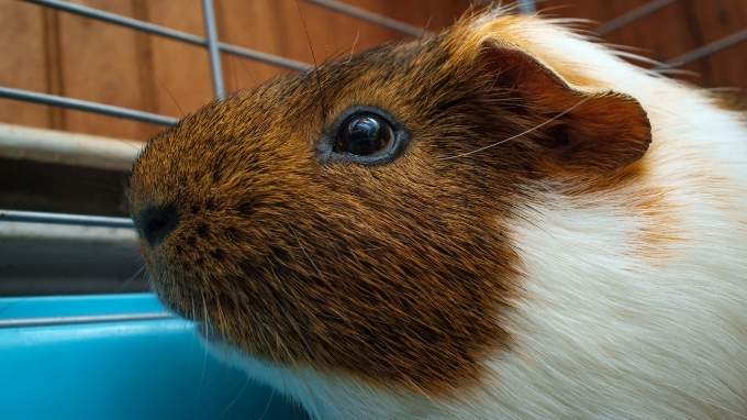 best guinea pig cage liners