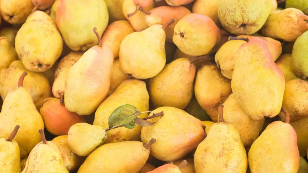 can bunnies eat pears 4 can rabbits eat pears can bunnies eat pears