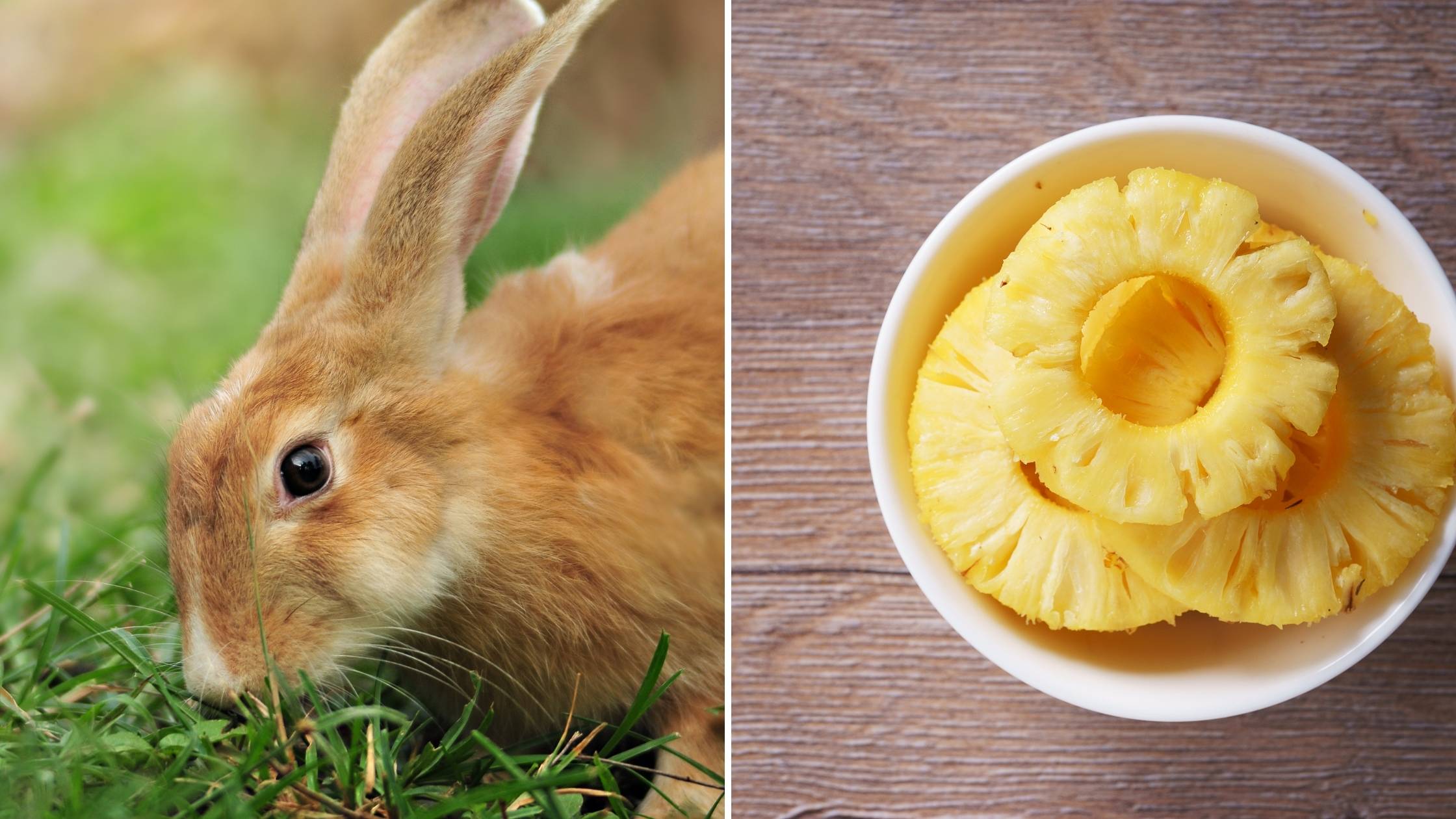 can bunnies eat pineapple