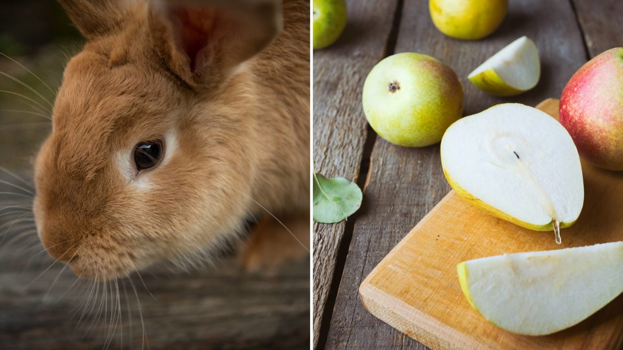 Can Rabbits Eat Pears? Are they Safe and Healthy?