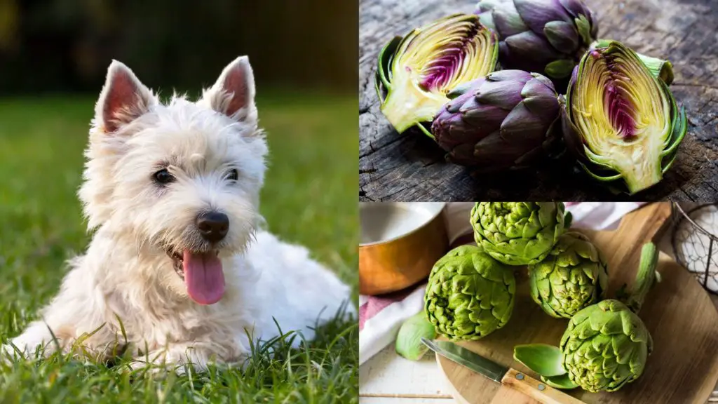 can dogs eat artichokes